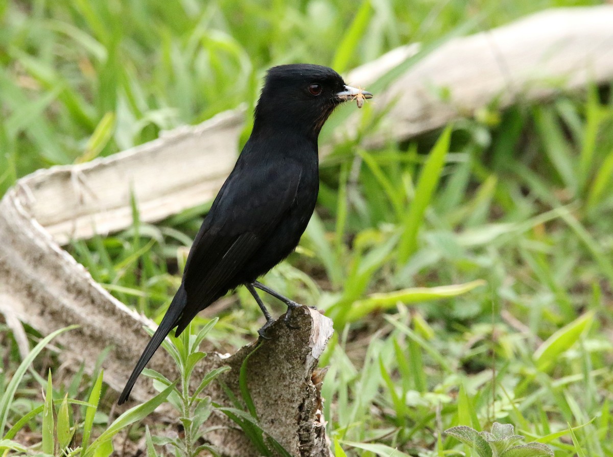 Velvety Black-Tyrant - ML625957111