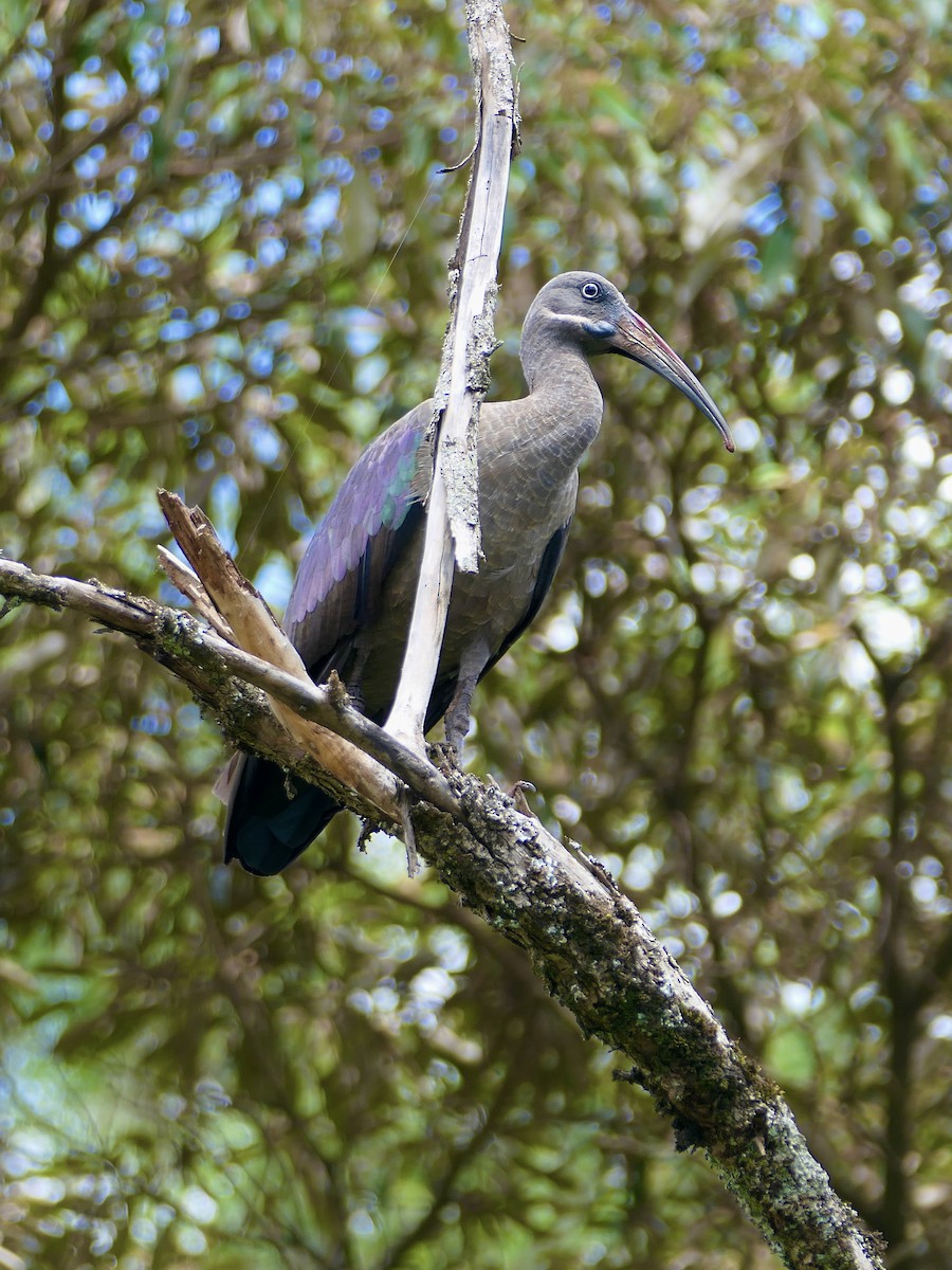 Hadada Ibis - ML625957156