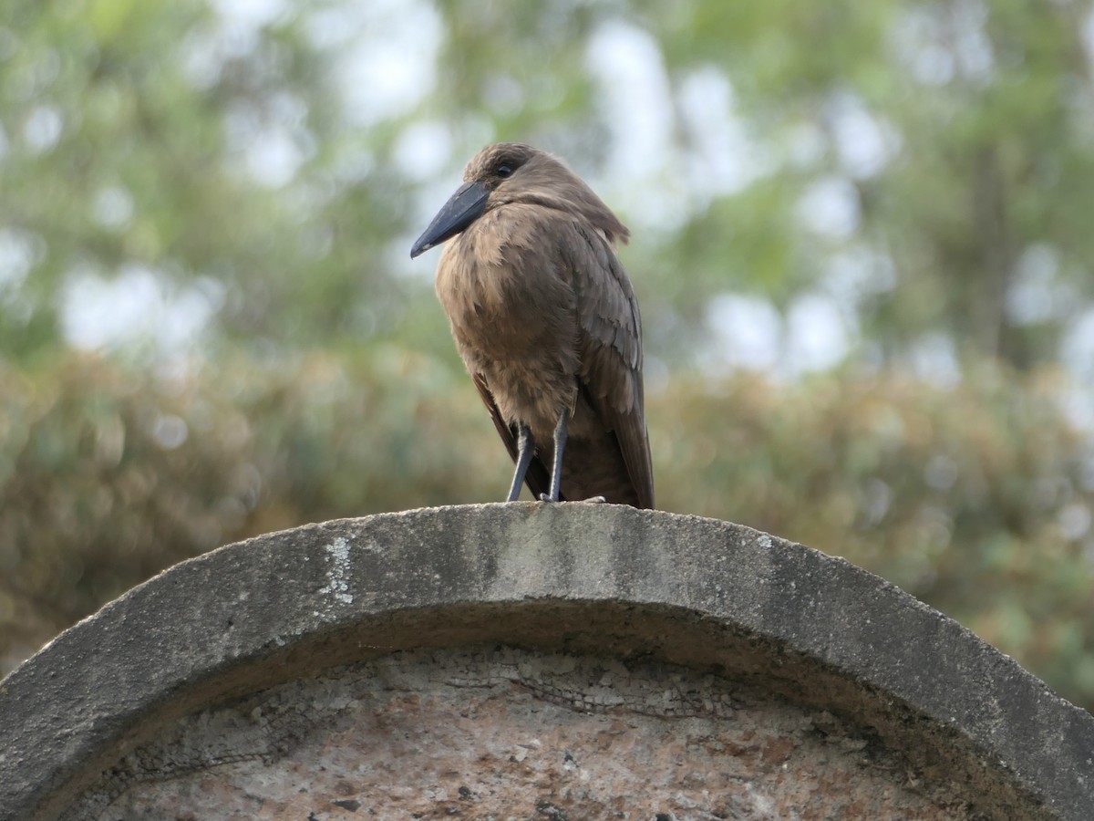Hamerkop - ML625957166