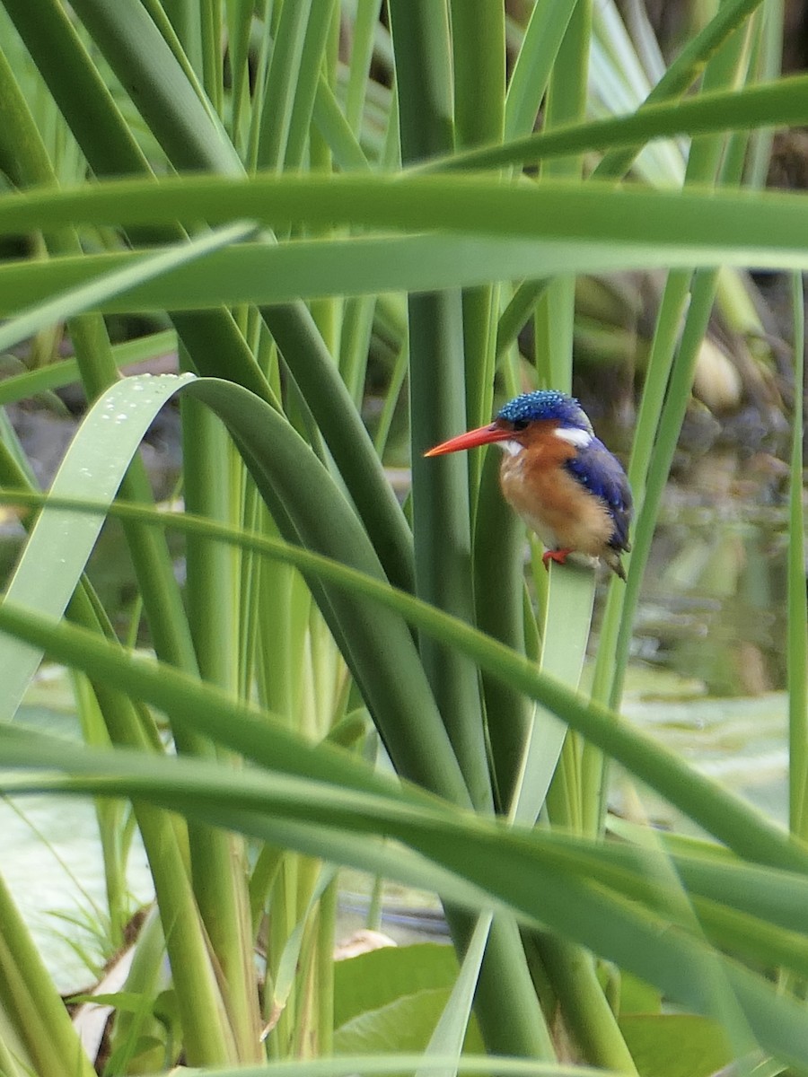 Malachite Kingfisher - ML625957173