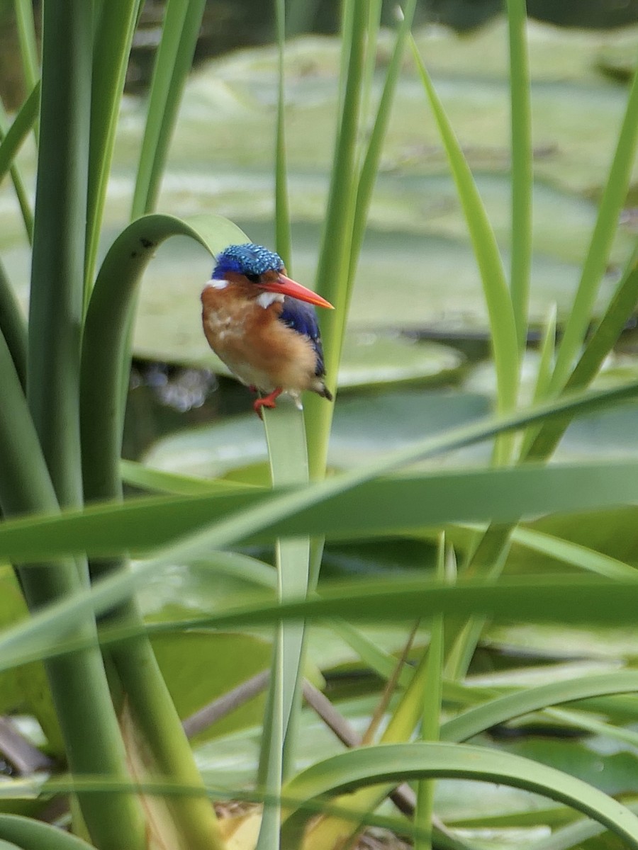 Malachite Kingfisher - ML625957174