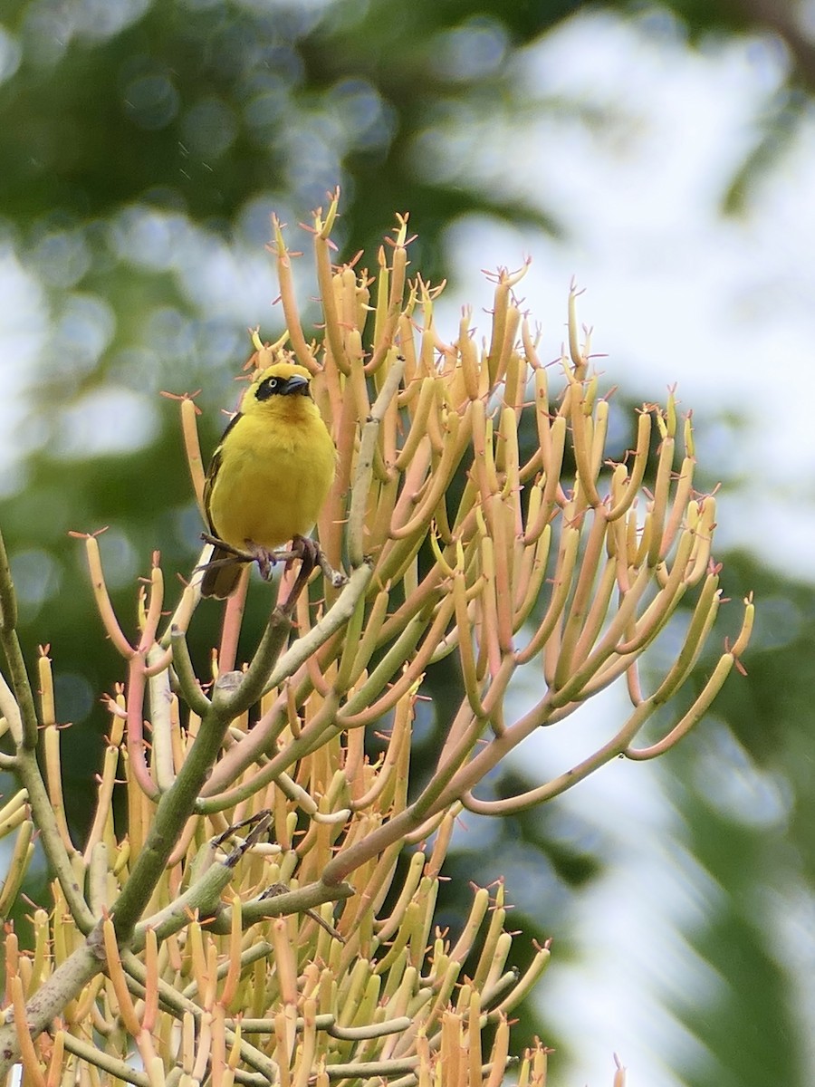 Baglafecht Weaver - ML625957197