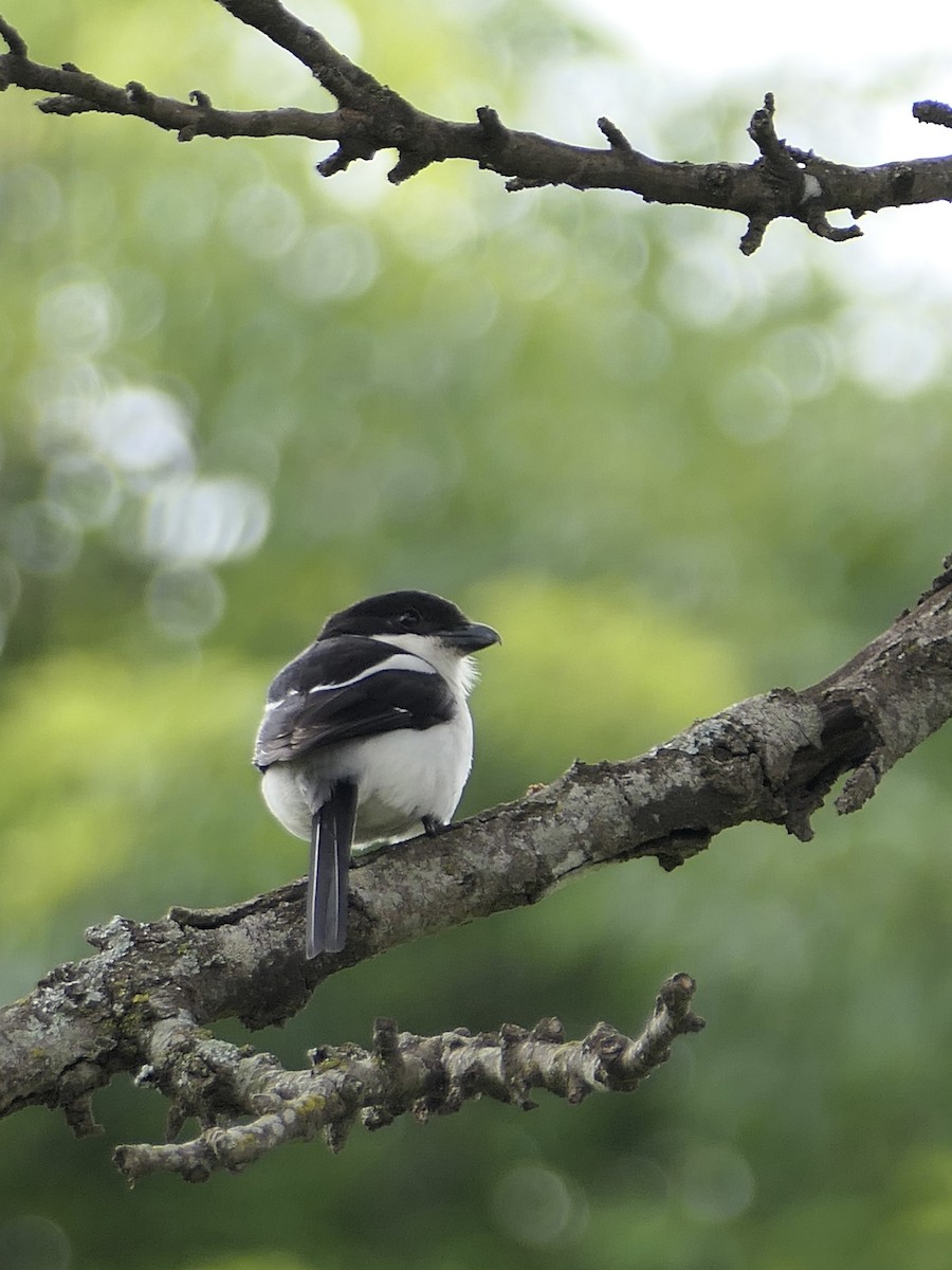 Northern Fiscal - ML625957247