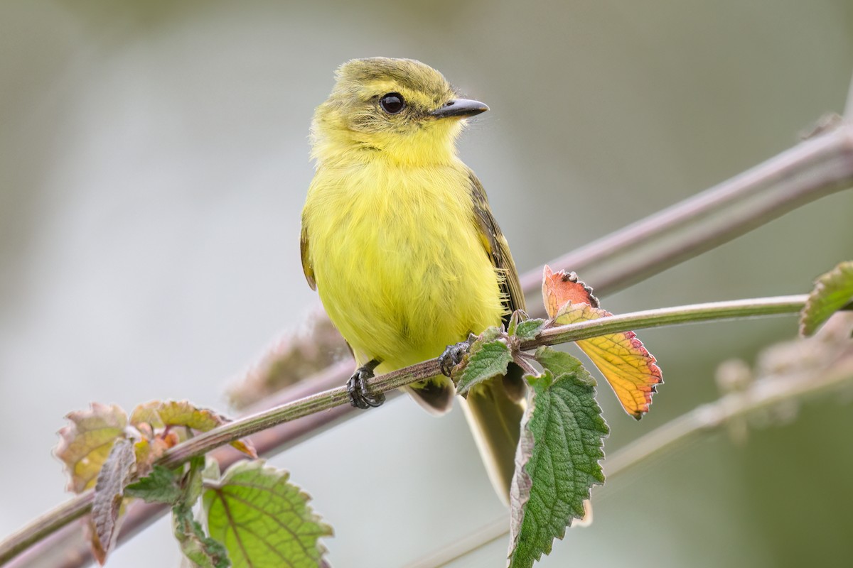 Yellow Tyrannulet - ML625957282