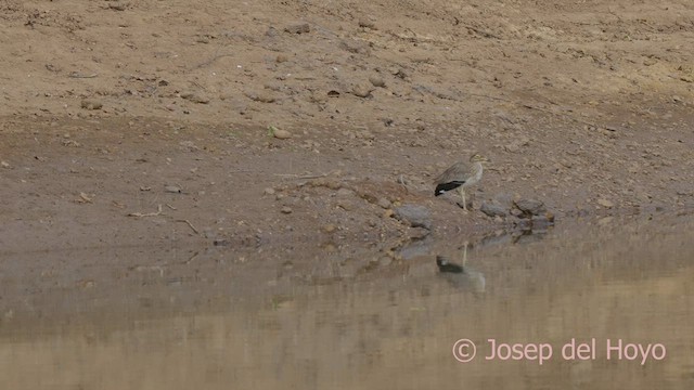 Senegal Thick-knee - ML625957376