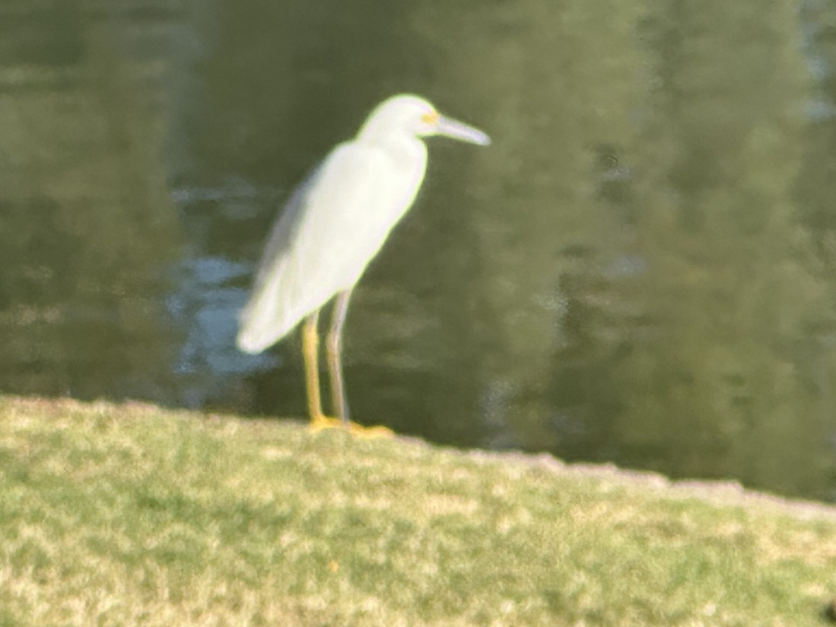 Snowy Egret - ML625957423