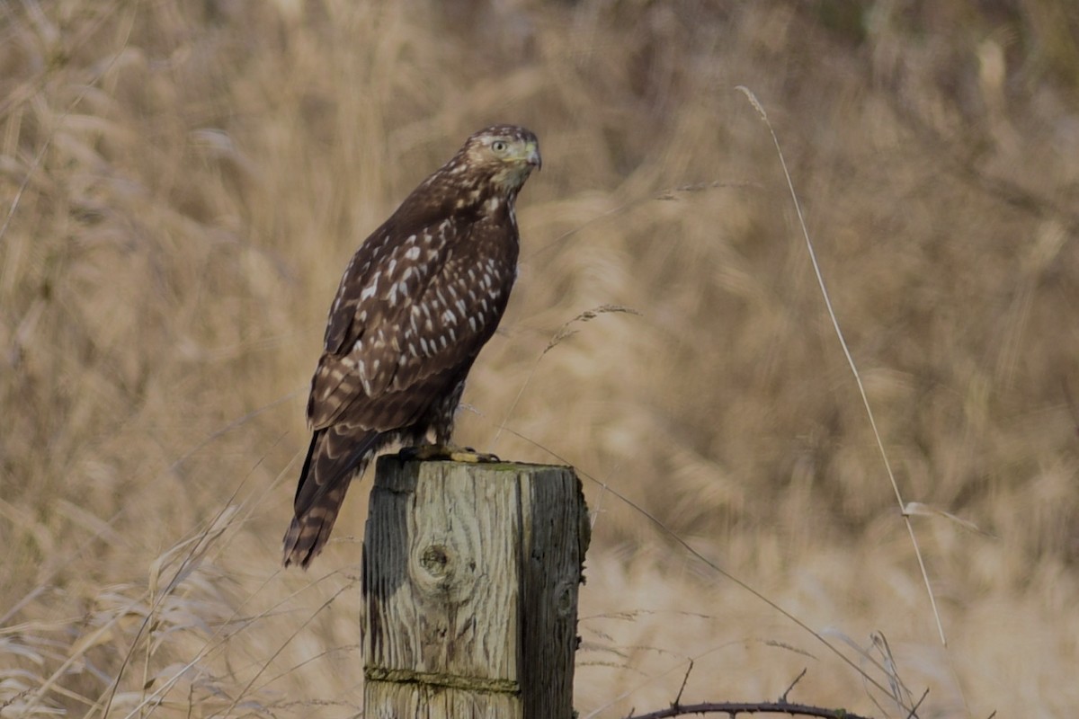 Rotschwanzbussard - ML625957561