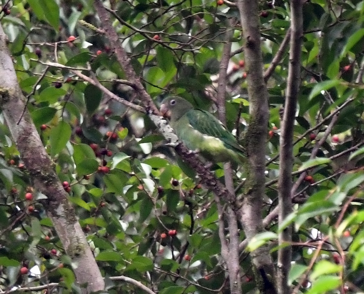 Blue-rumped Parrot - ML625957746