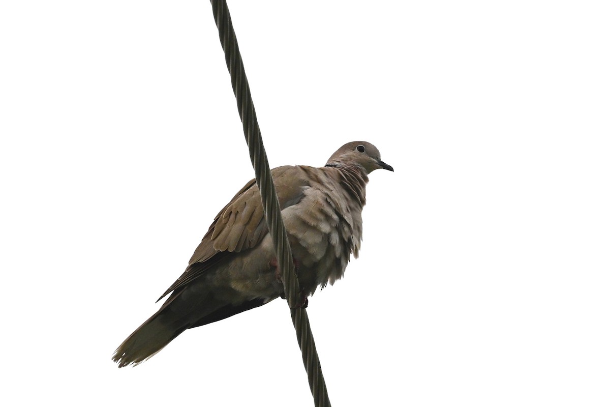 Буулгат хүүрзгэнэ - ML625957824