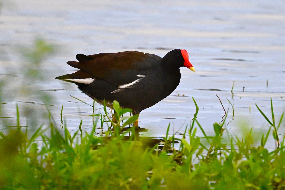 Common Gallinule - ML625957859