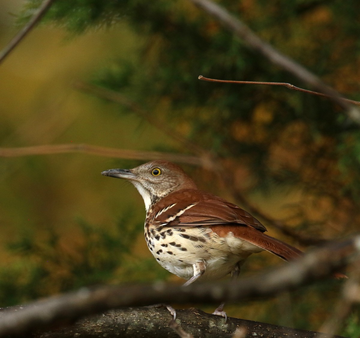 Brown Thrasher - ML625957898