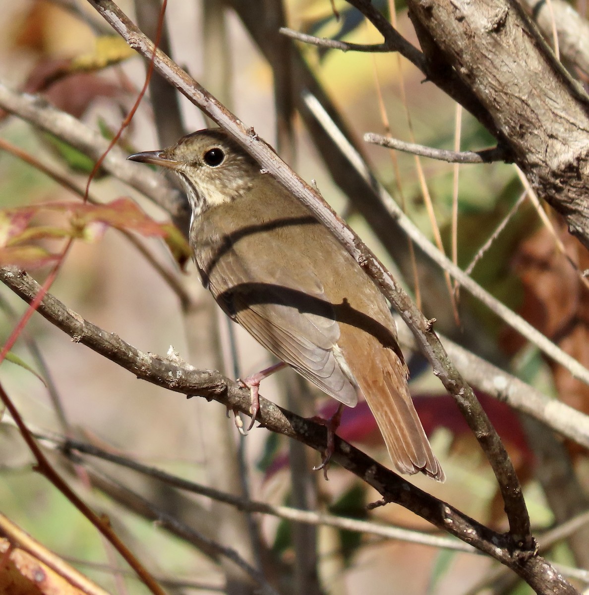 Hermit Thrush - ML625957934