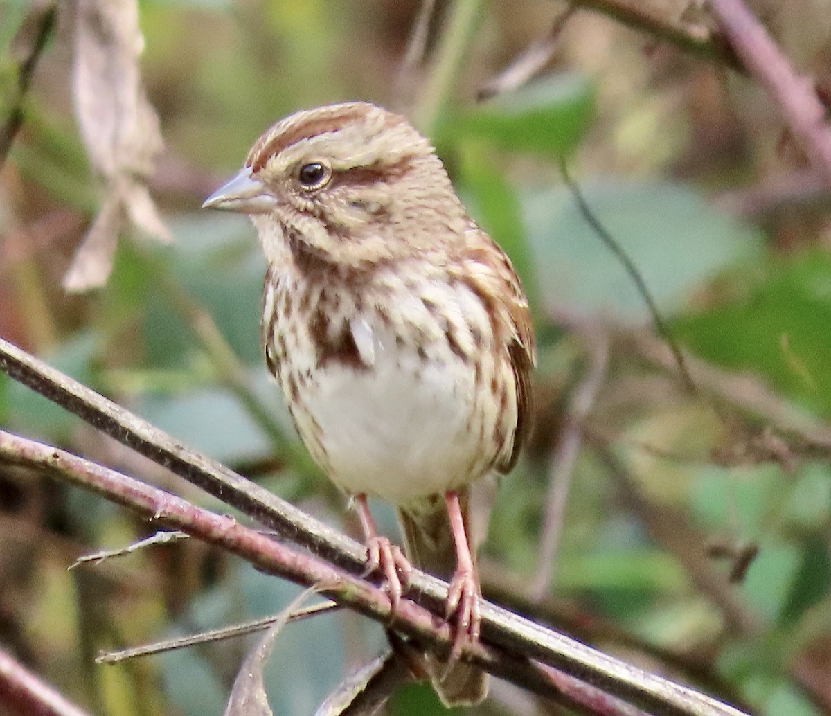 Song Sparrow - ML625957942