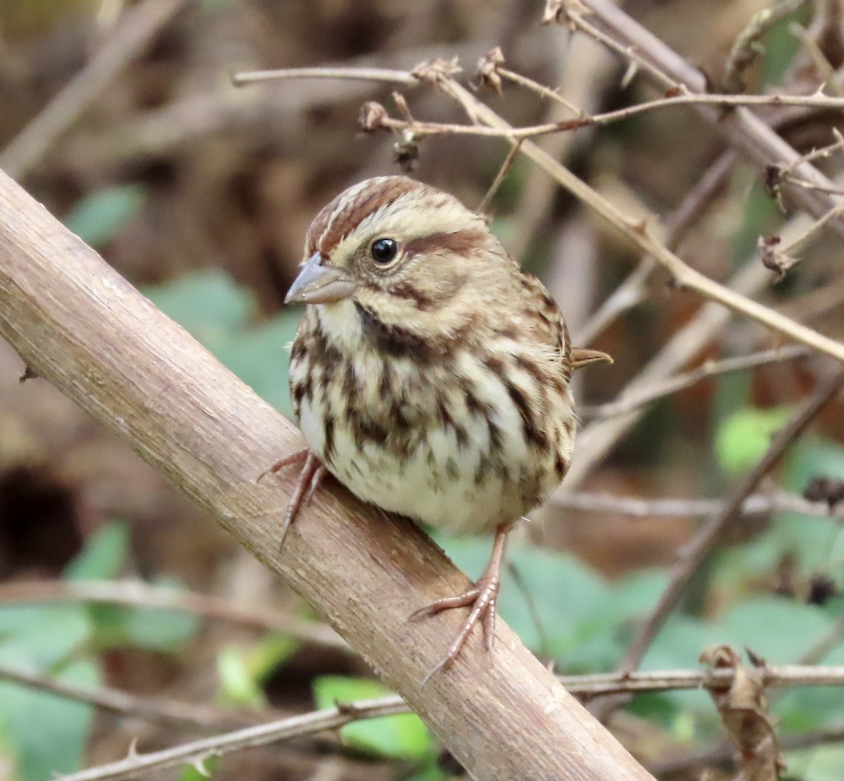 Song Sparrow - ML625957947