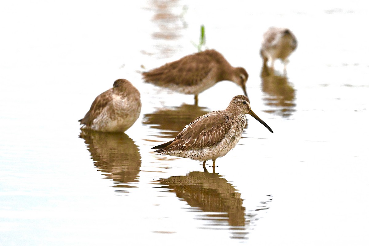 Short-billed Dowitcher - ML625958015