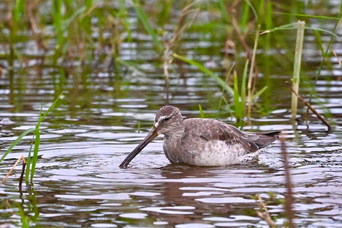 Хараалжин цууцил - ML625958020