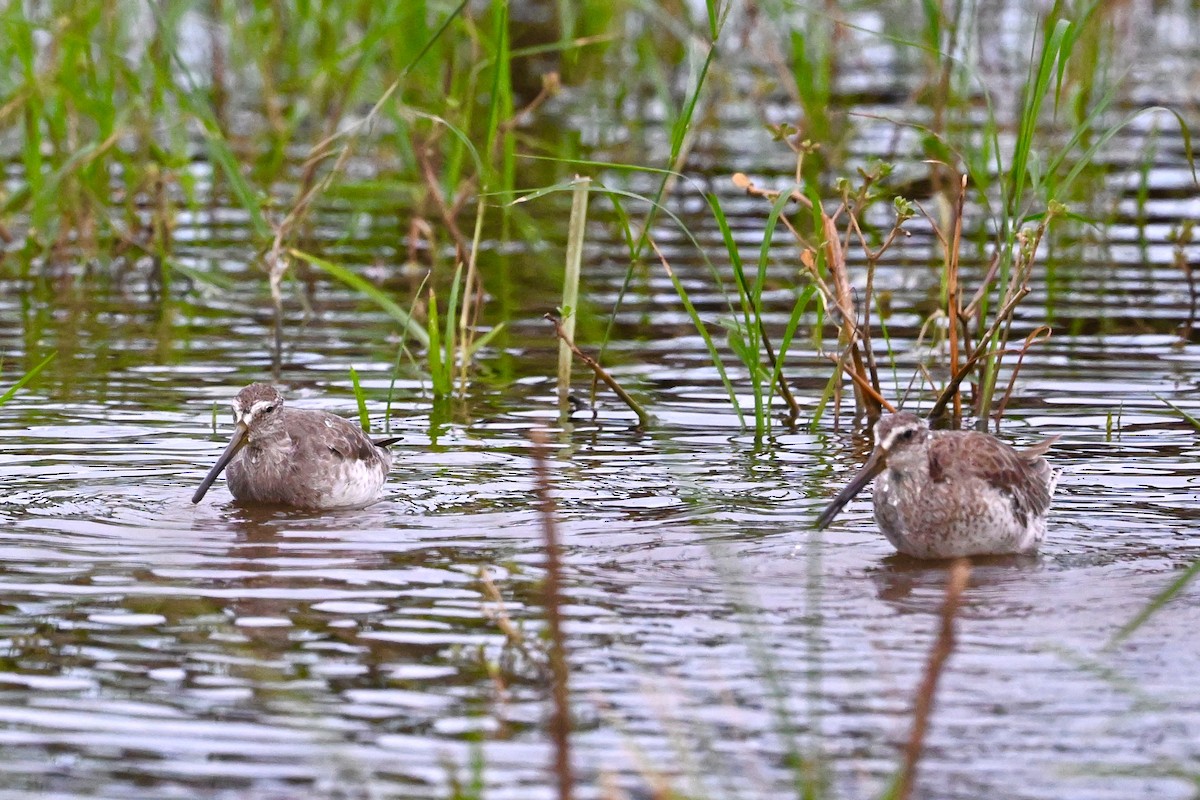 Хараалжин цууцил - ML625958021