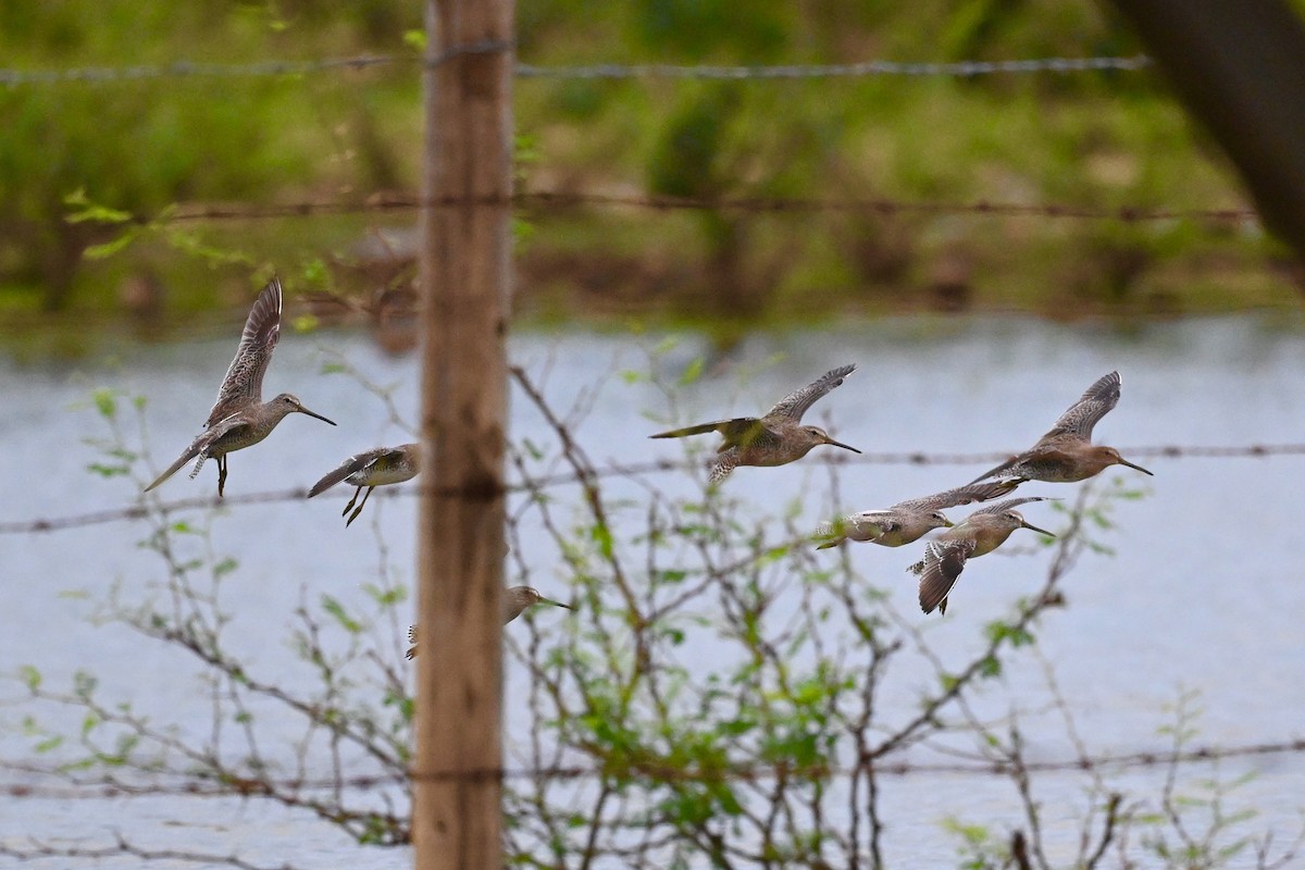Хараалжин цууцил - ML625958022