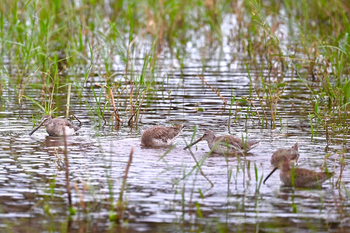 Хараалжин цууцил - ML625958023