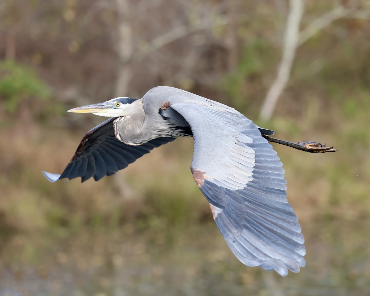 Great Blue Heron - ML625958034
