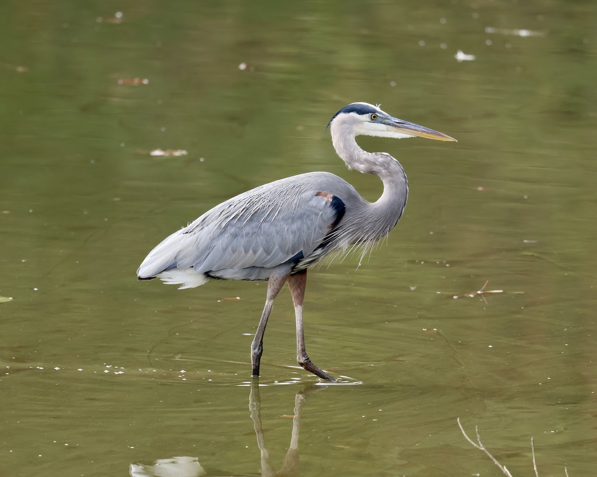 Great Blue Heron - ML625958035