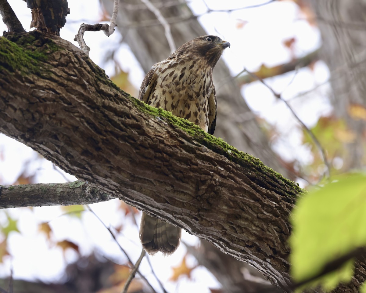 Red-shouldered Hawk - ML625958046