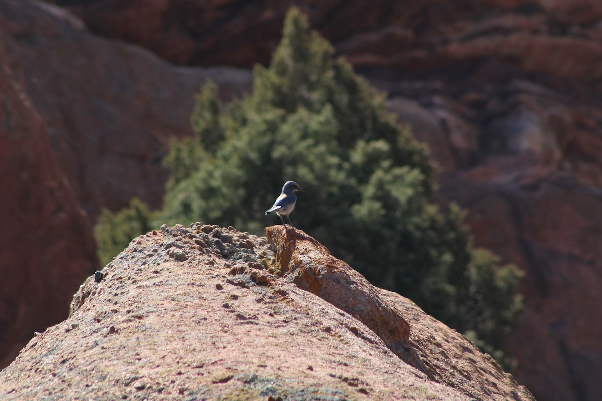 Woodhouse's Scrub-Jay - ML625958081