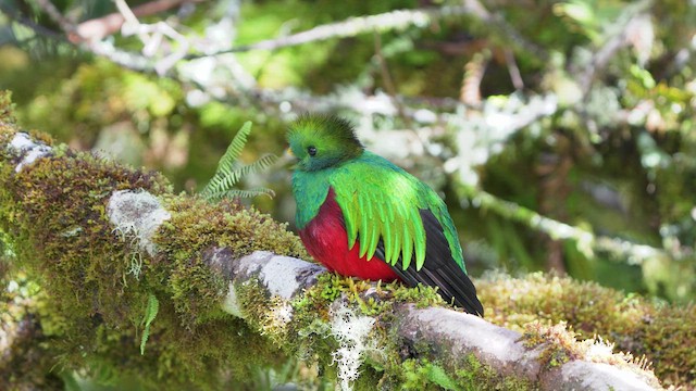 Resplendent Quetzal - ML625958229