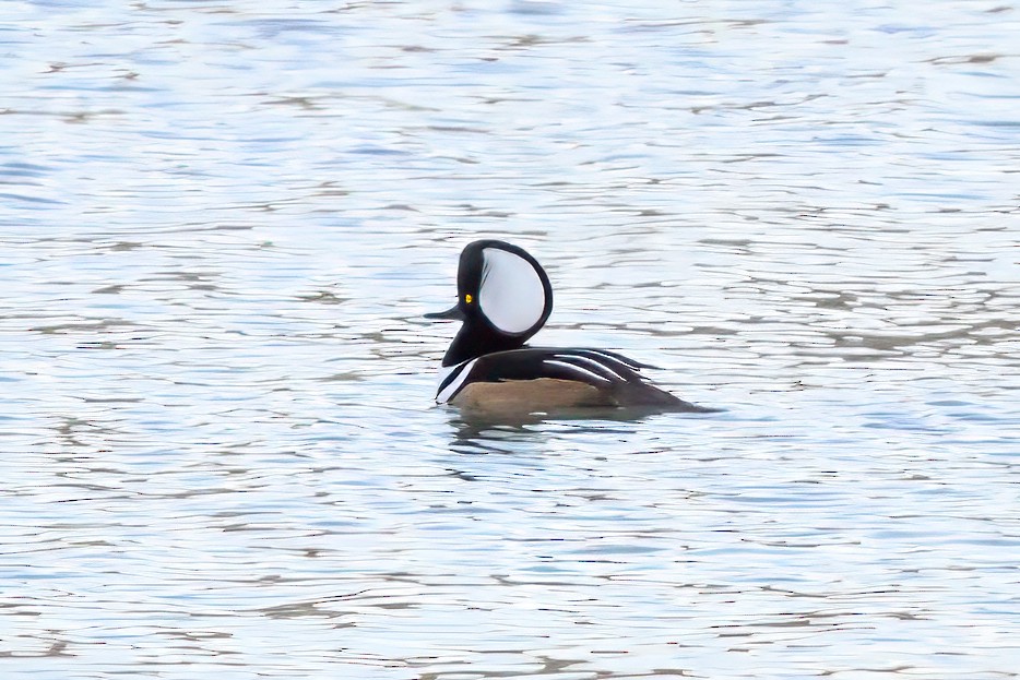 Hooded Merganser - ML625958251