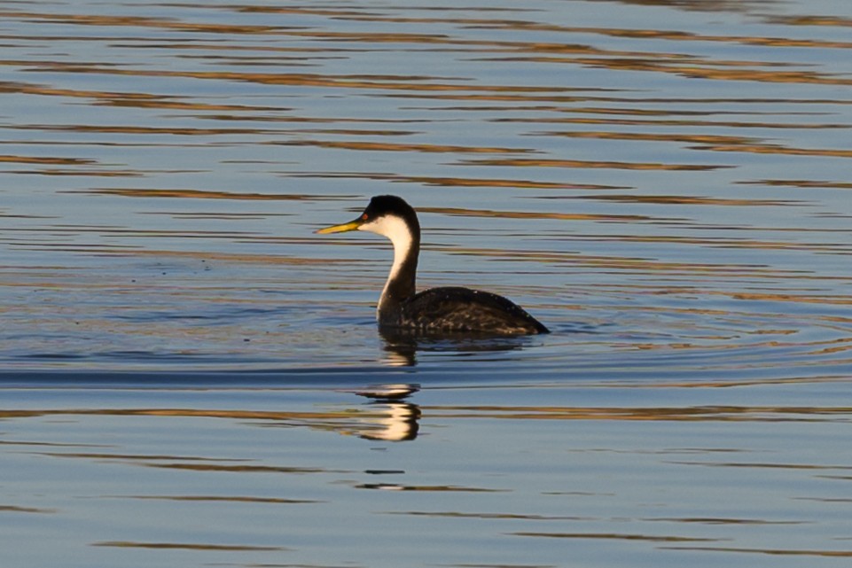 Western Grebe - ML625958273