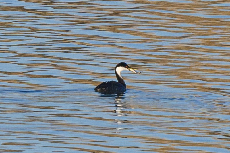 Western Grebe - ML625958274