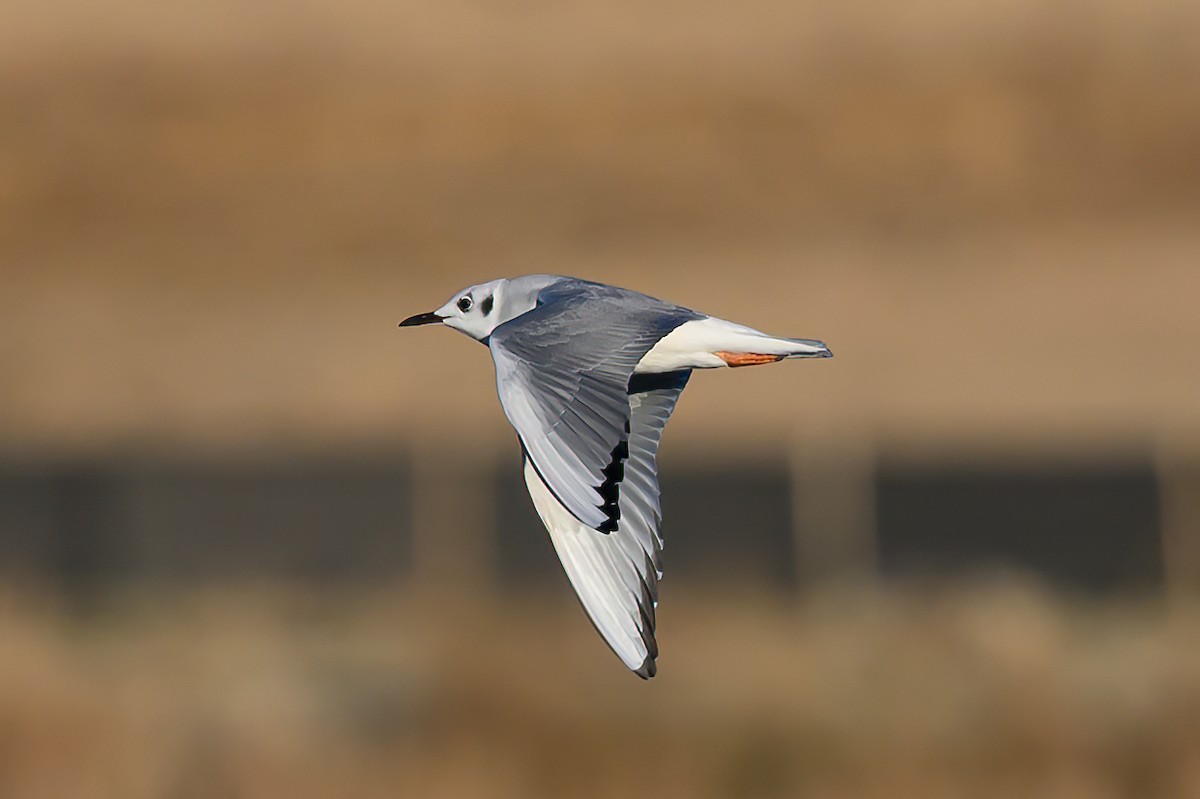 Bonaparte's Gull - ML625958277