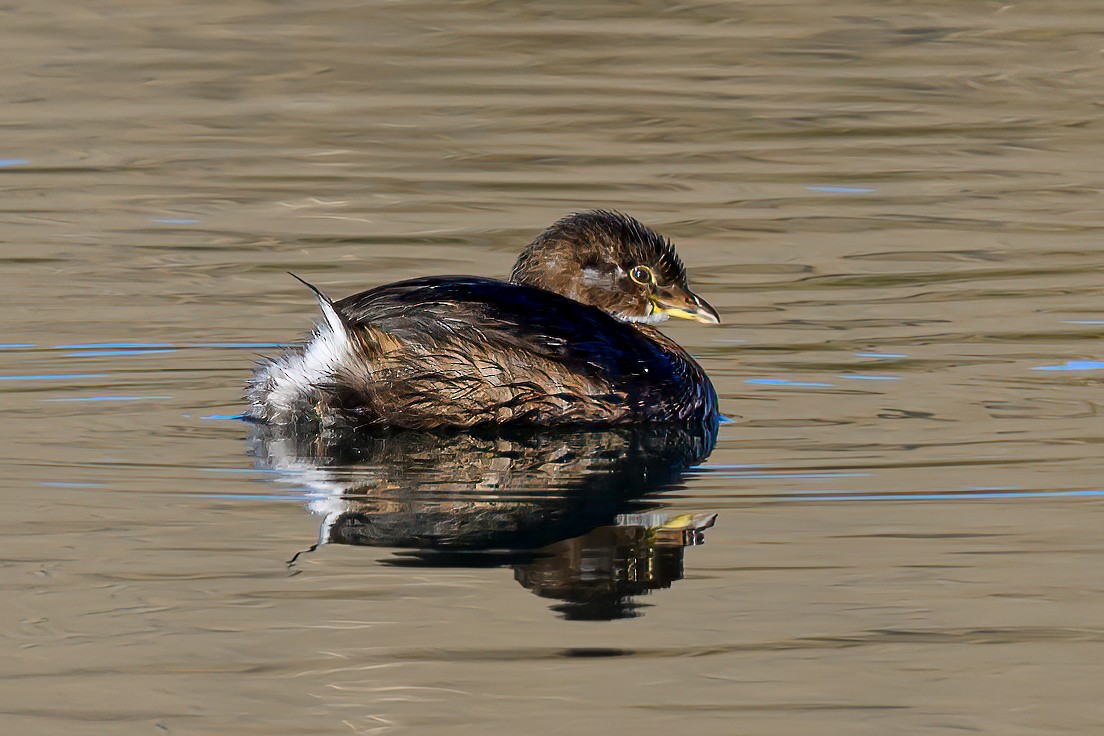 Pied-billed Grebe - ML625958284