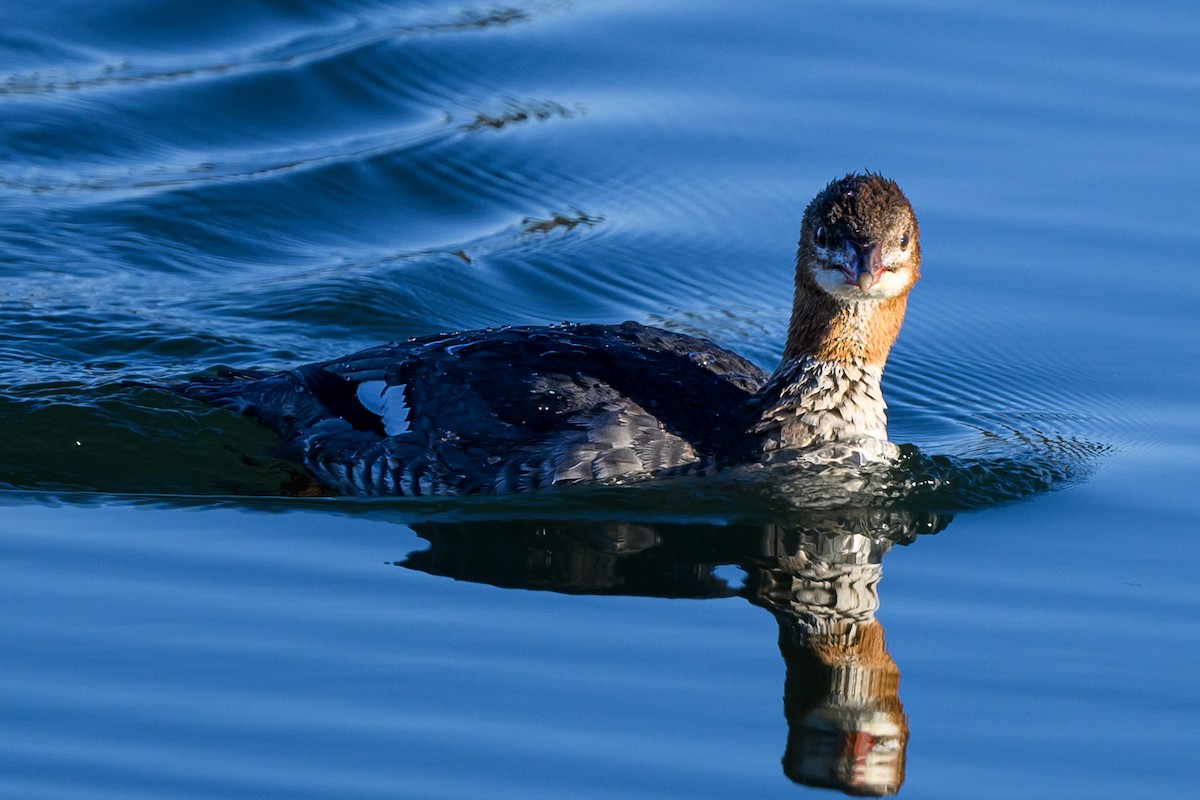 Common Merganser - ML625958291