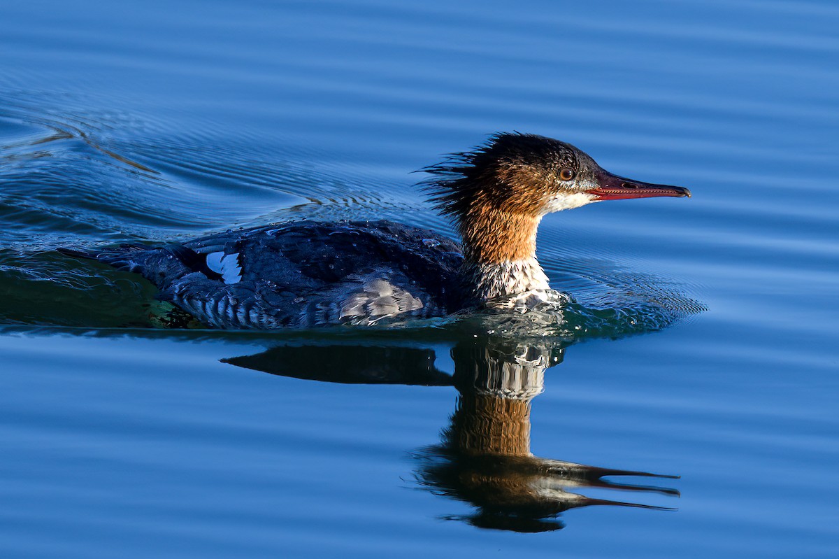 Common Merganser - ML625958292