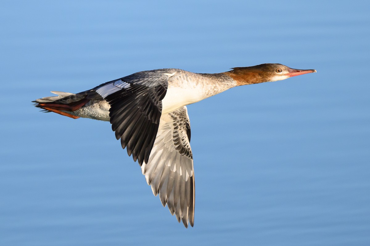 Common Merganser - ML625958299