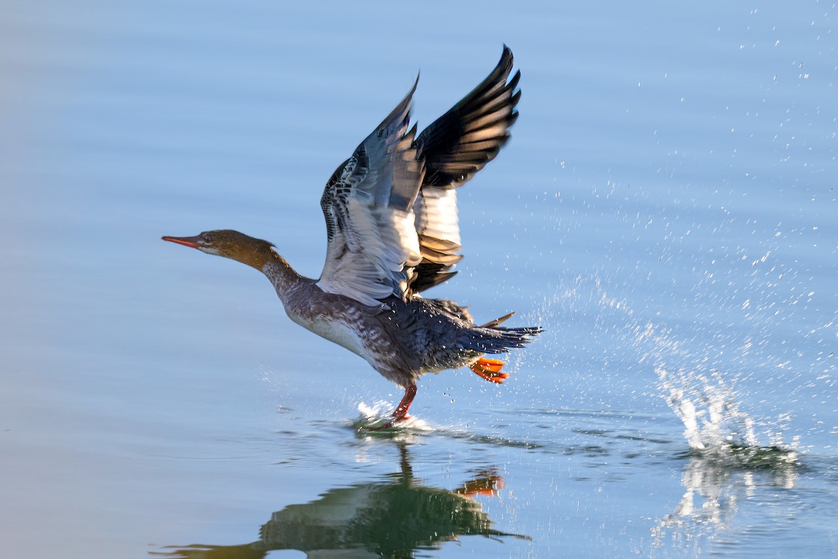 Common Merganser - ML625958300