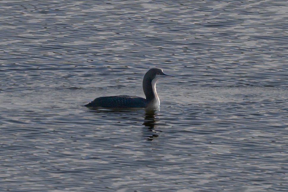 Pacific Loon - ML625958311