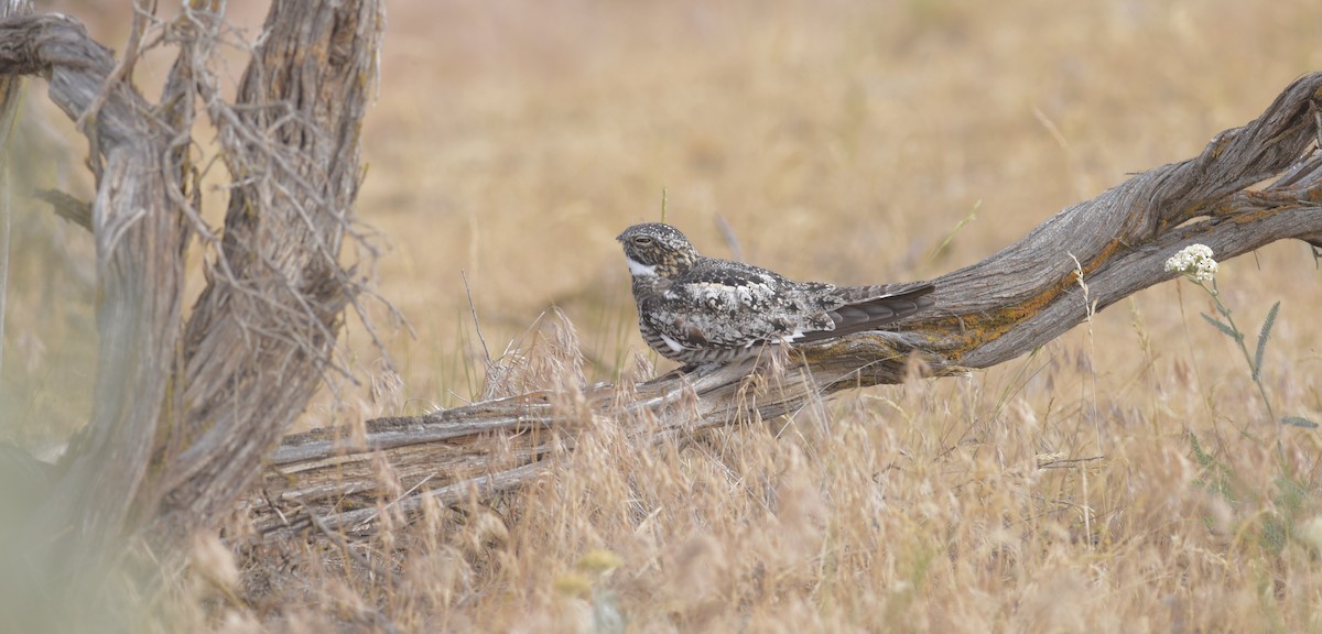 Common Nighthawk - ML625958317