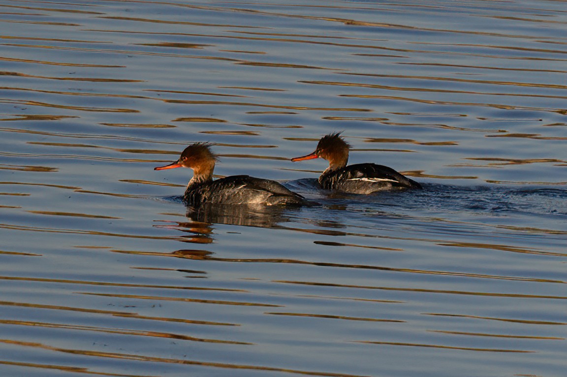 Red-breasted Merganser - ML625958319