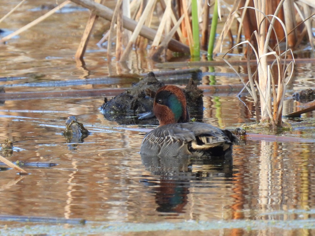 Green-winged Teal - Philippe Jobin
