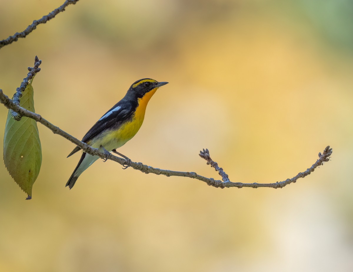 Narcissus Flycatcher - ML625958354