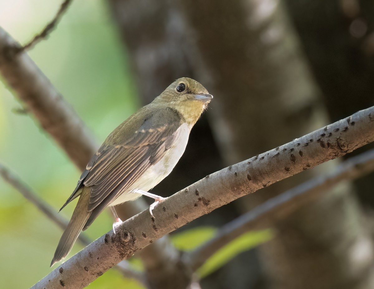 Narcissus Flycatcher - ML625958359