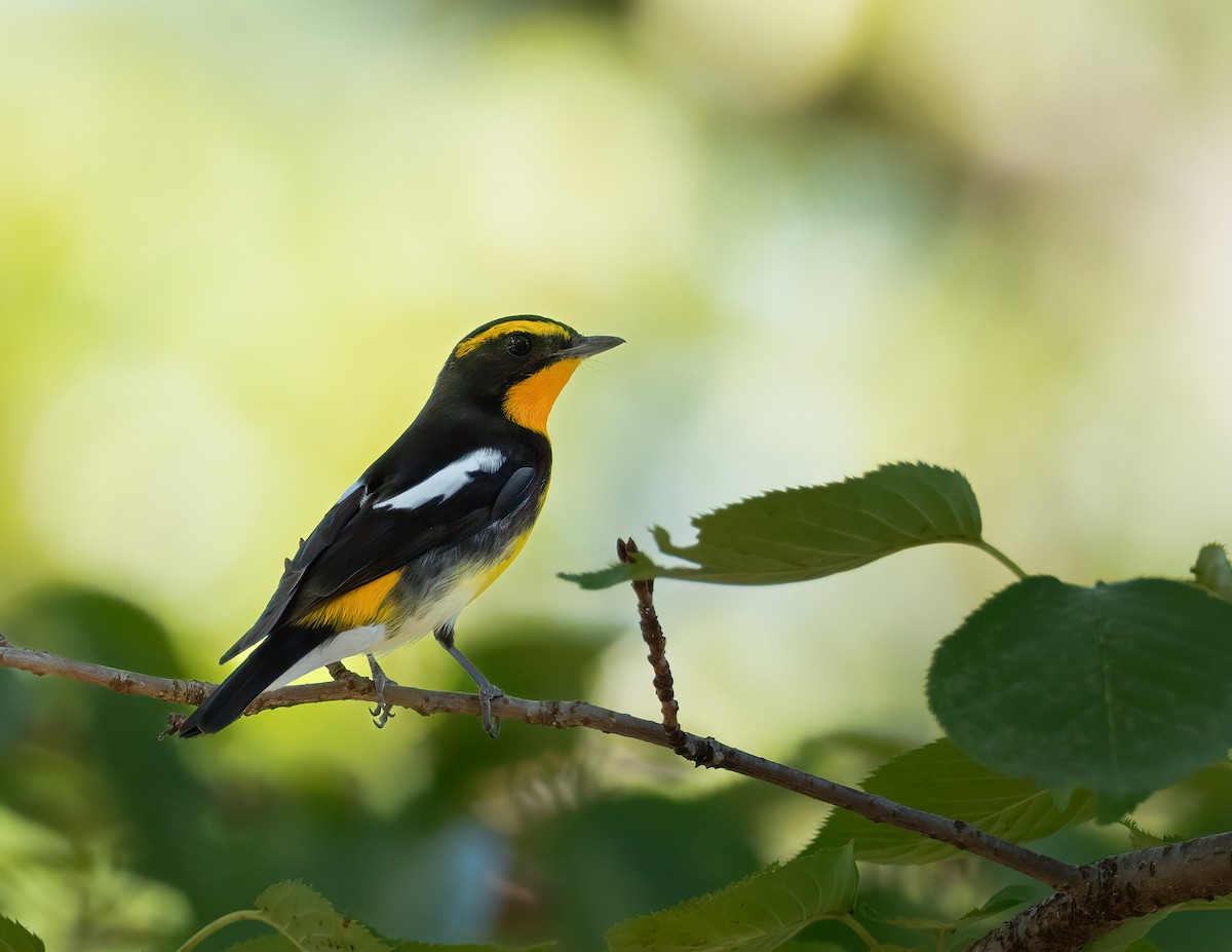 Narcissus Flycatcher - ML625958361