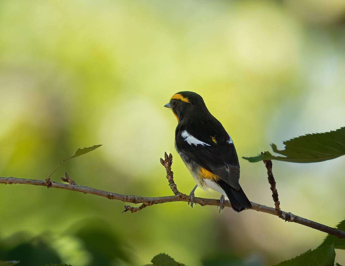 Narcissus Flycatcher - ML625958367