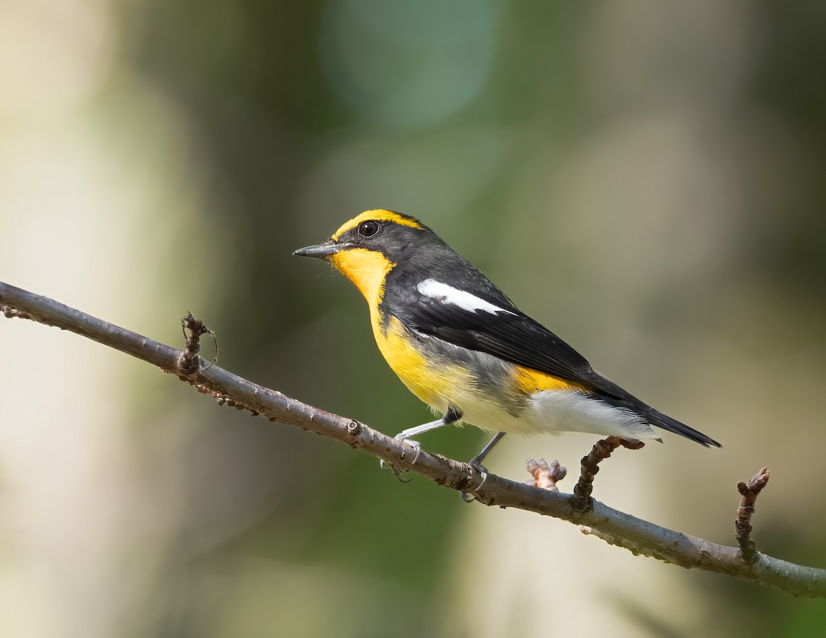 Narcissus Flycatcher - ML625958368