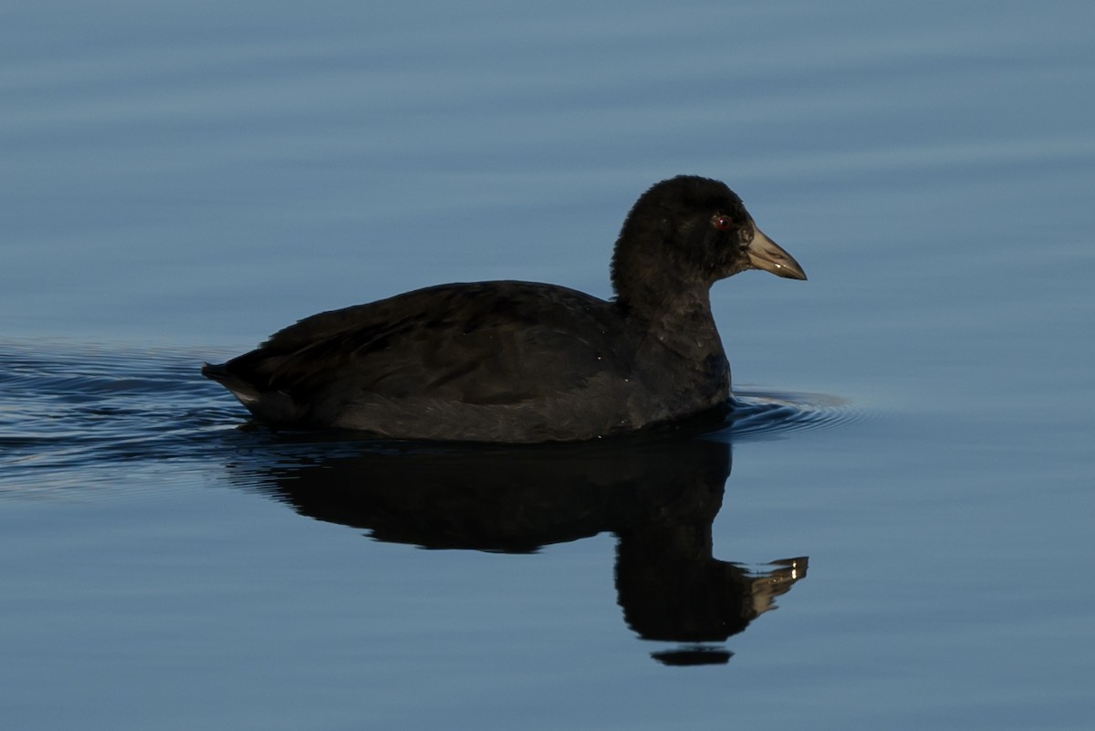 American Coot - ML625958396