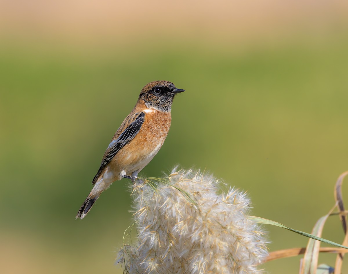 Siberian Stonechat - ML625958418