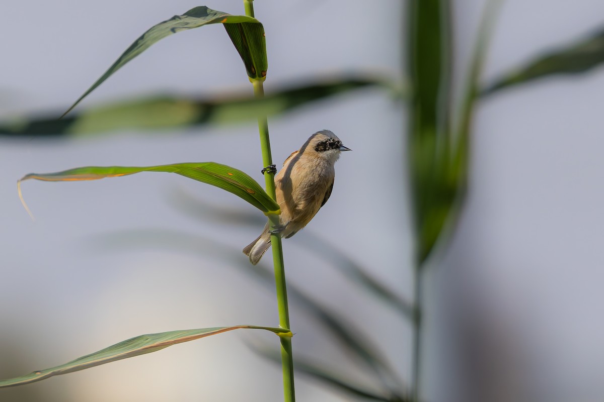 Eurasian Penduline-Tit - ML625958441