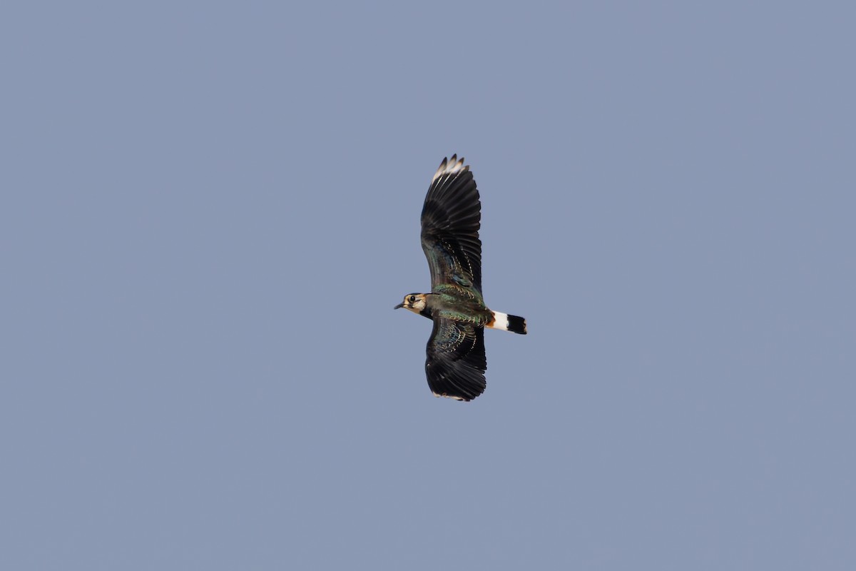 Northern Lapwing - ML625958493